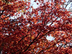 紅葉