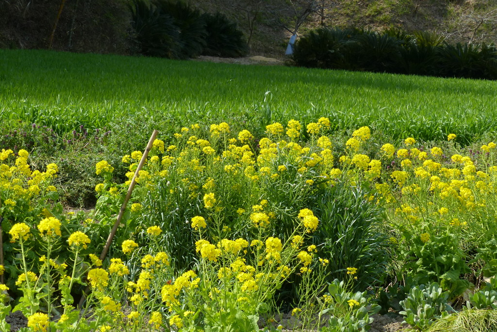 麦畑と菜の花