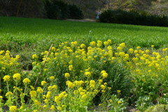 麦畑と菜の花
