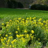 麦畑と菜の花