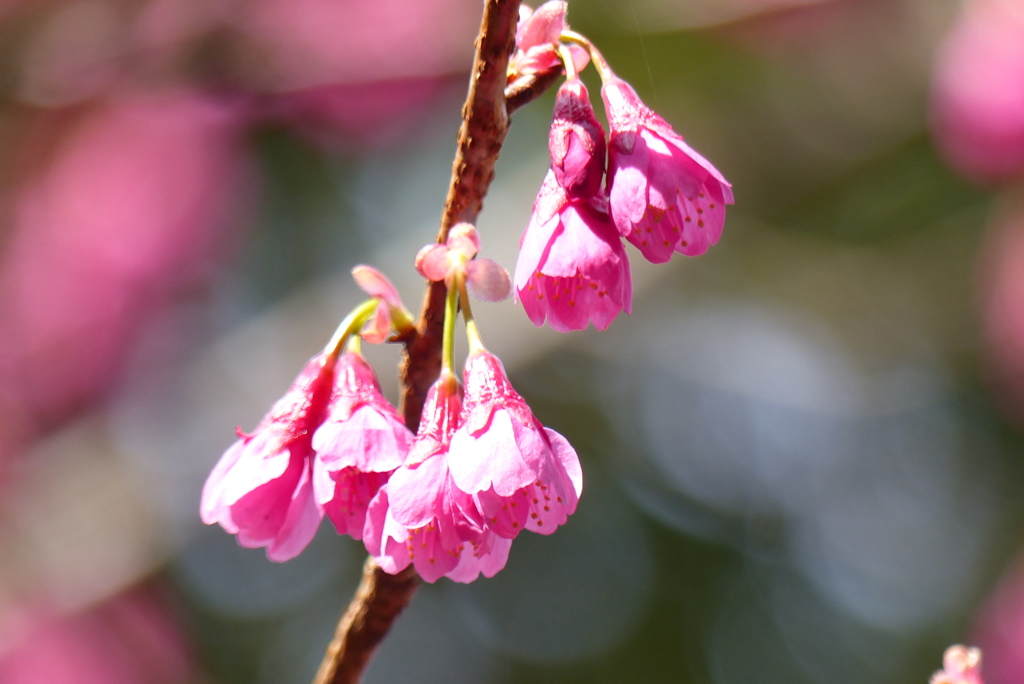 寒緋桜　2