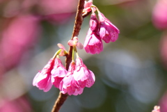 寒緋桜　2