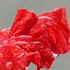 飽和