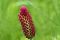 クリムゾンクローバー