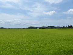 田園夏姿　1