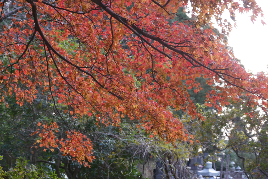 紅葉