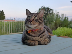 夕涼み