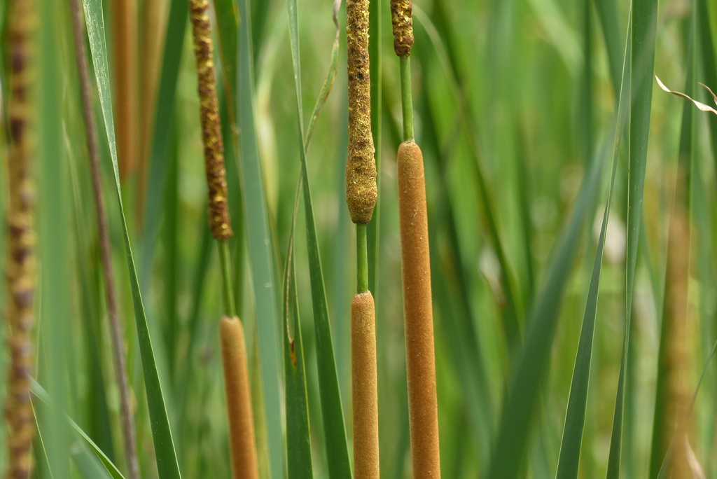ガマの穂