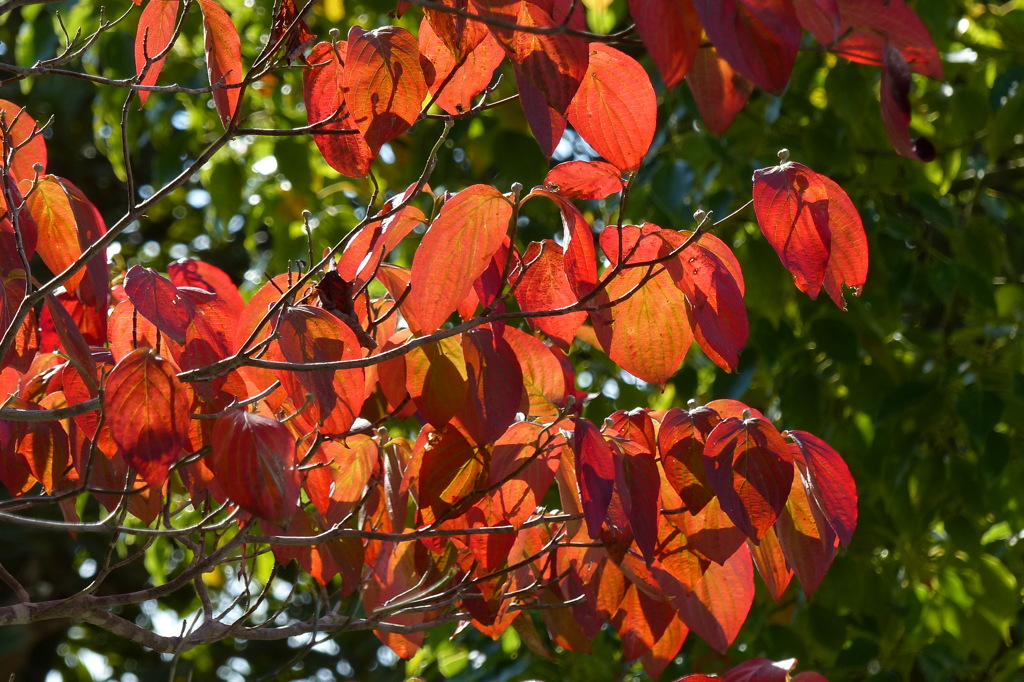 すっかり紅葉