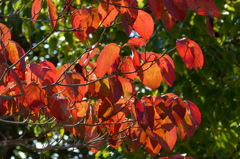 すっかり紅葉