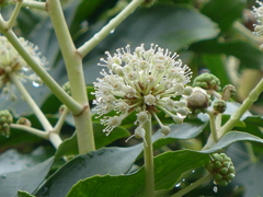 八つ手の花、その後