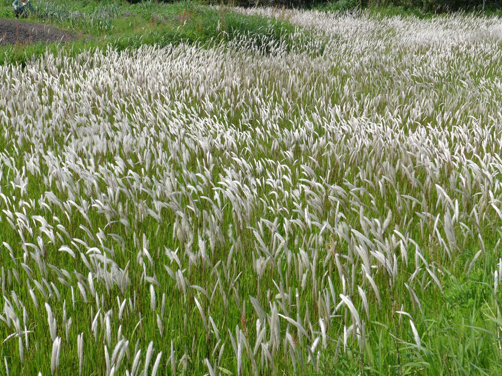 風にさらさら波打って