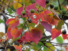 紅葉と変化する実