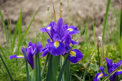 菖蒲