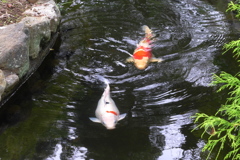 錦鯉
