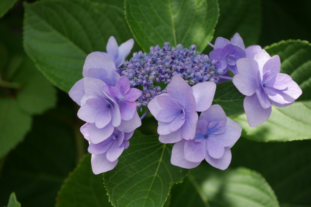 額紫陽花　3