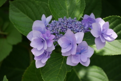 額紫陽花　3