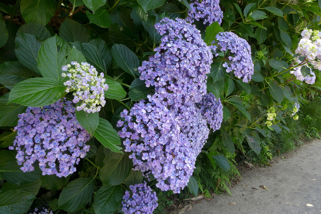 渦アジサイ　その後