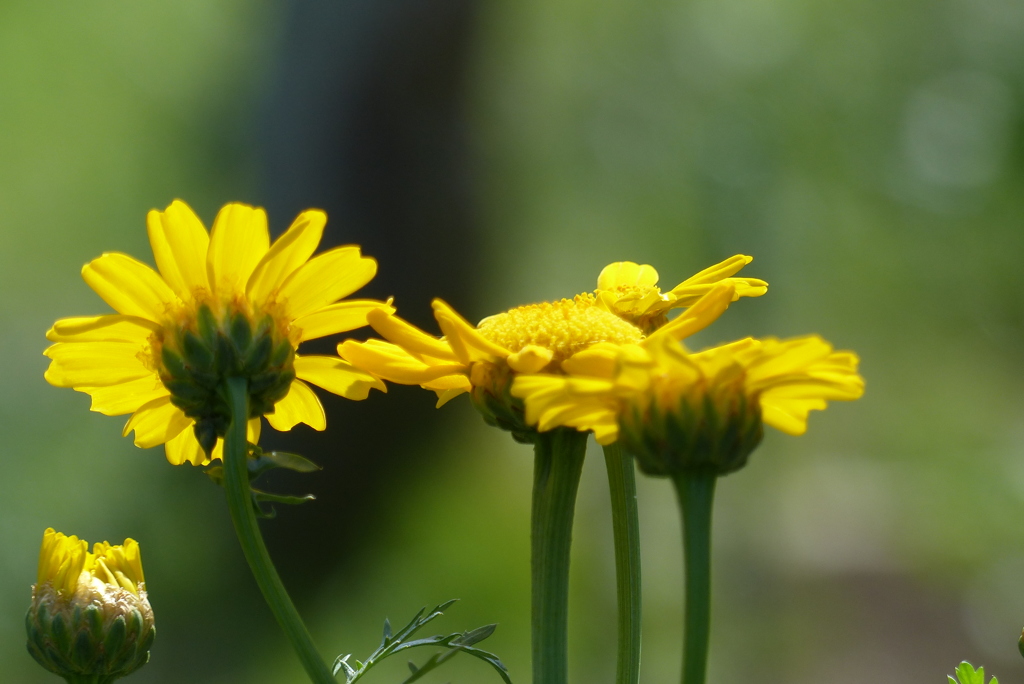 陽射しを浴びて