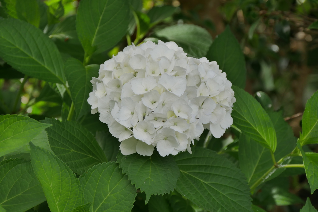 白い紫陽花