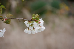 真っ白な桜