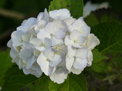 キレイな白花