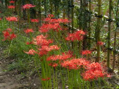 曼珠沙華