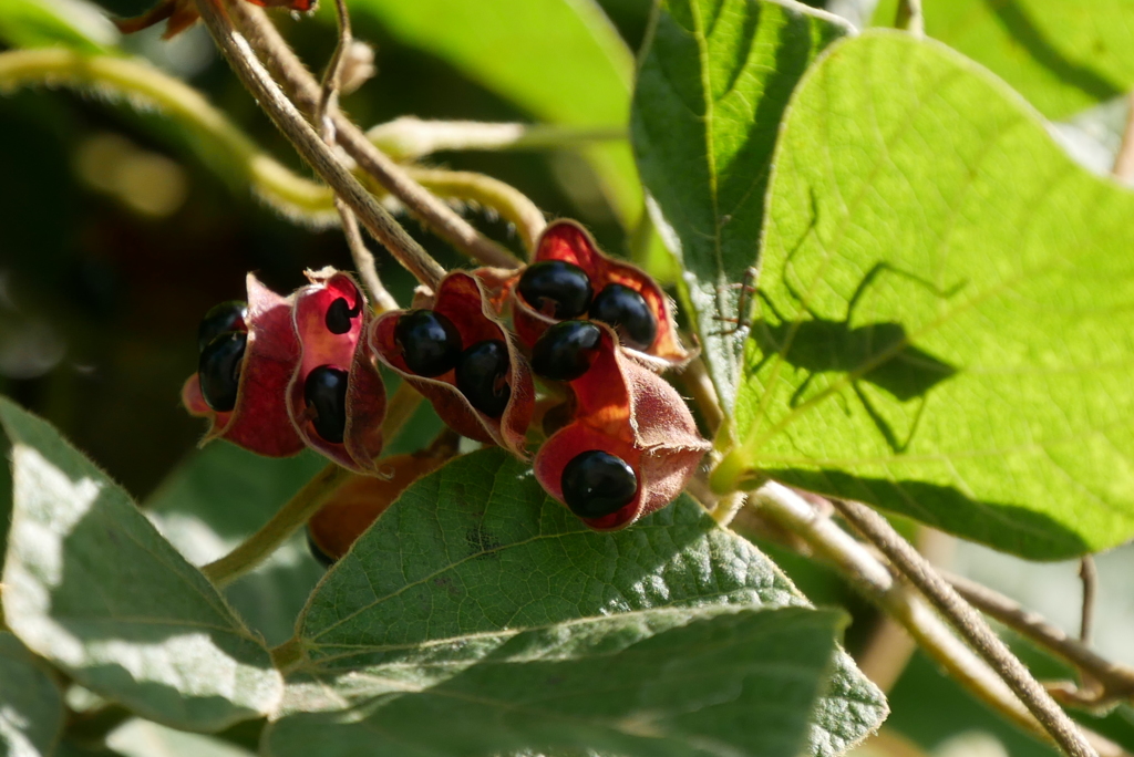 タンキリマメ、虫の影