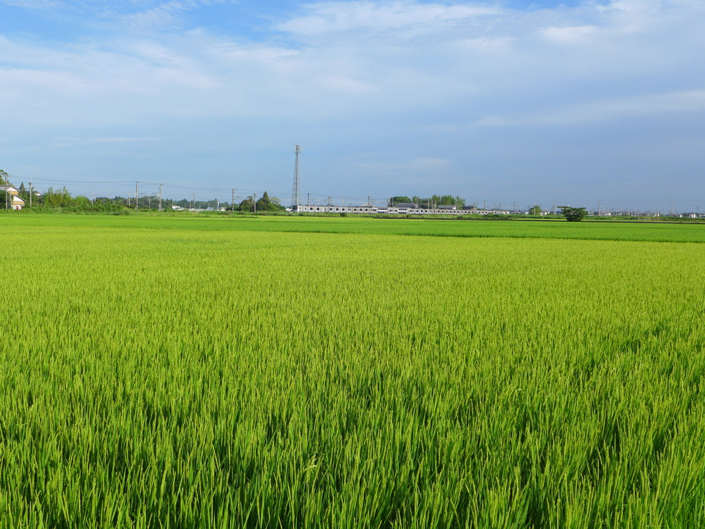 夏の田園　④
