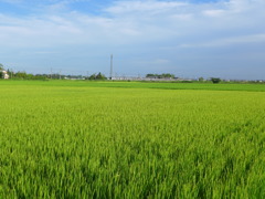 夏の田園　④