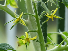 トマトの花