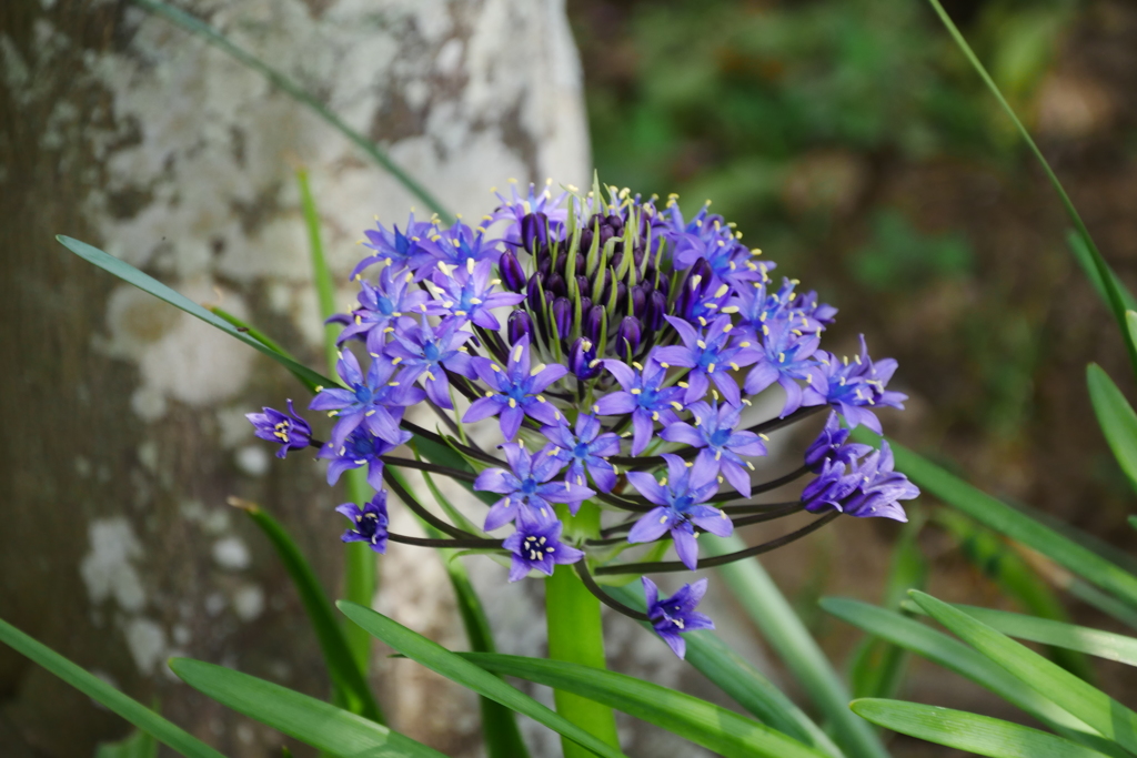 シラーパルビアナ