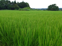 稲