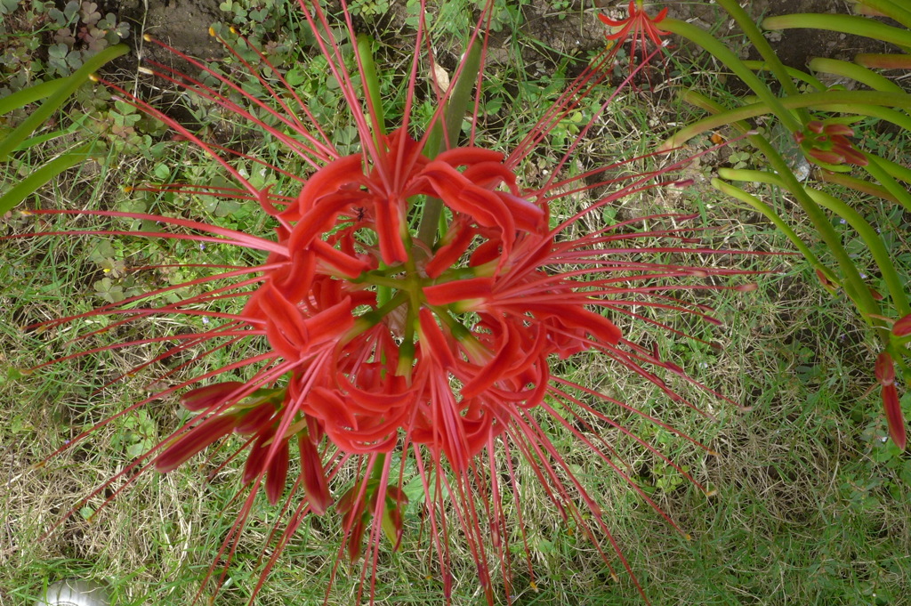 曼珠沙華