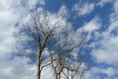 冬の空