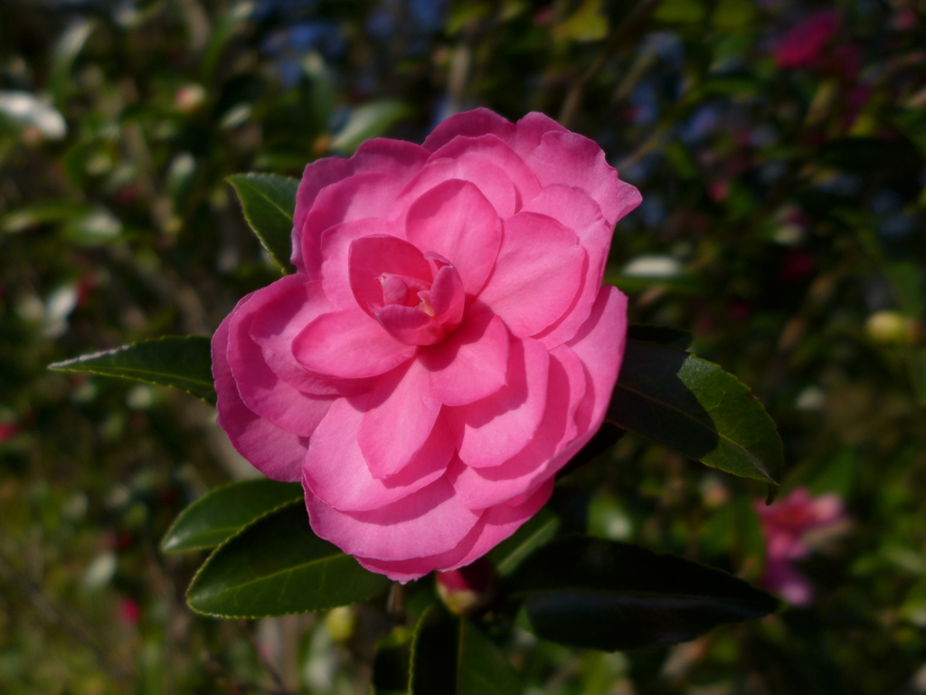 サザンカ、ピンク、八重咲き