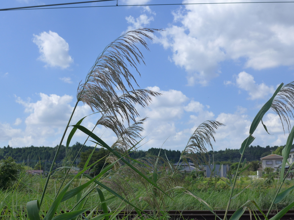 目立つようになった