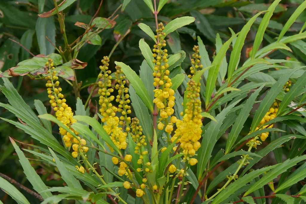 細葉ヒイラギナンテンの花　1