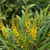 細葉ヒイラギナンテンの花　1