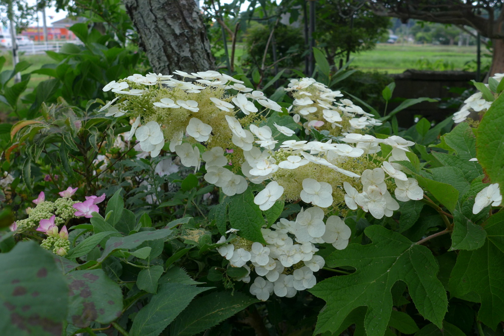 柏葉紫陽花