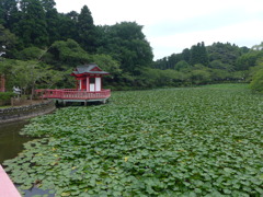 茂原公園　④