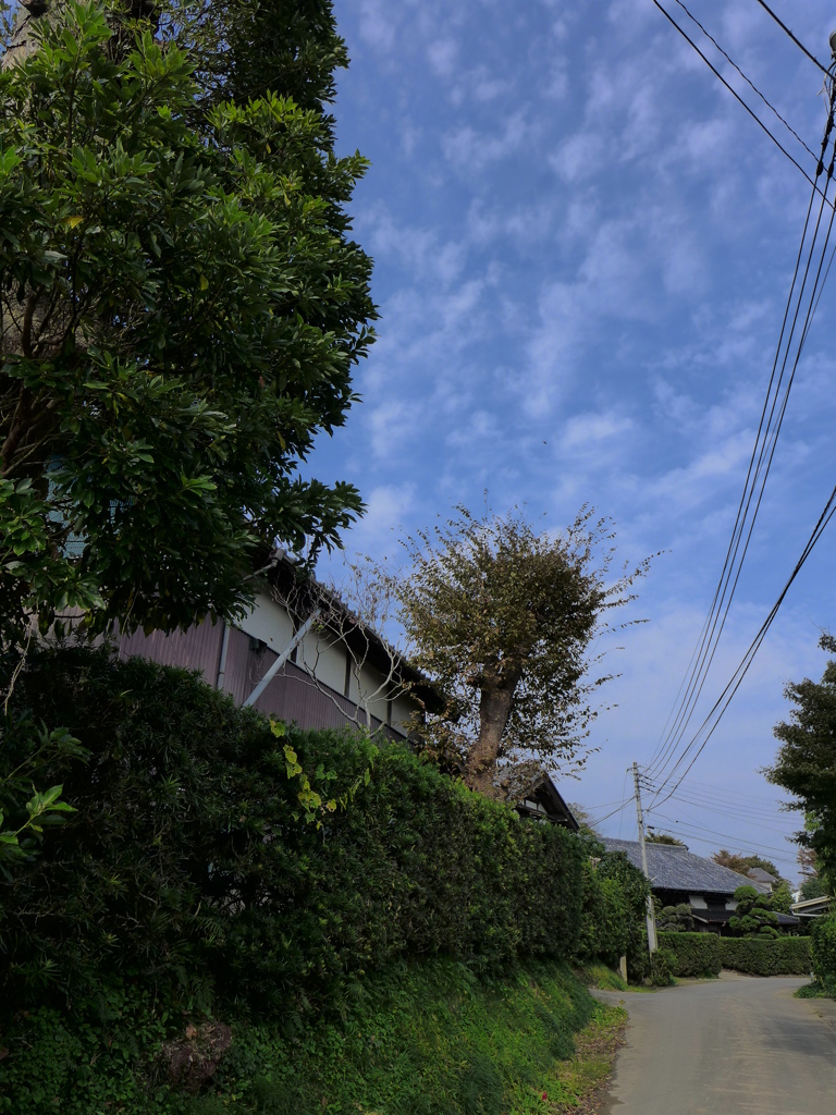 生垣が続く