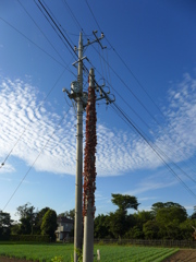 電柱