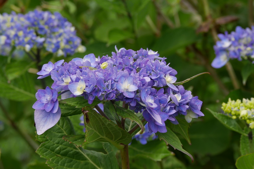 紫陽花