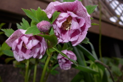 クリスマスローズ