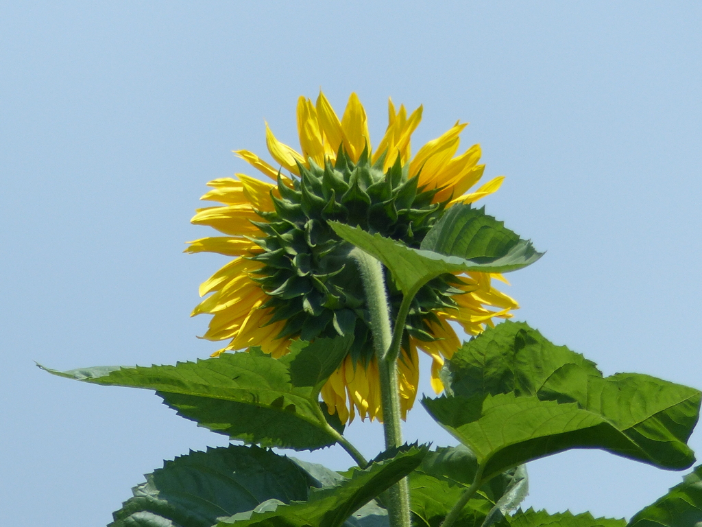 ひまわりの背中
