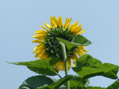 ひまわりの背中