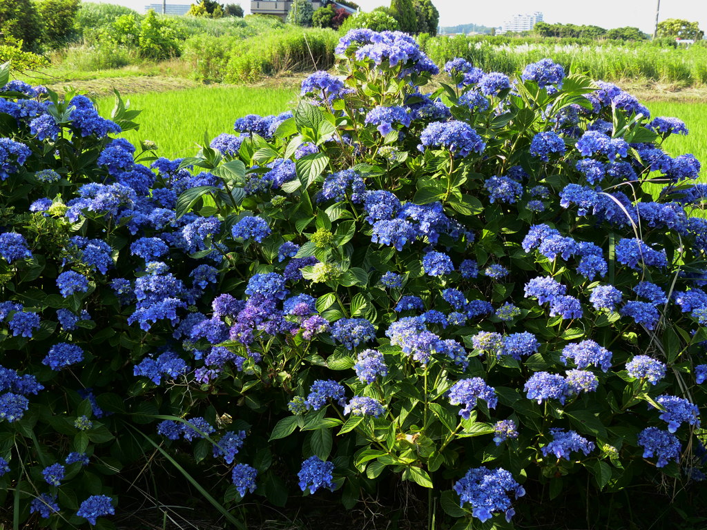 変わり紫陽花大株