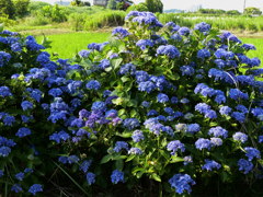 変わり紫陽花大株