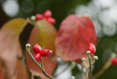 ハナミズキの実、紅葉